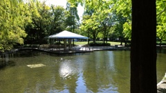 スポーツ公園の鴨の池
