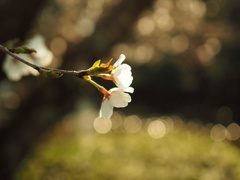 桜とせせらき