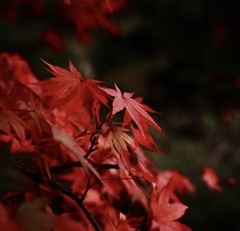 今年は早めの紅葉