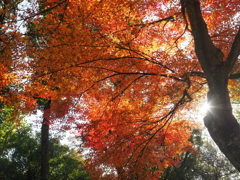 大興善寺にて紅葉狩り
