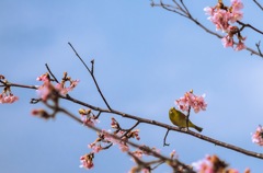 春がきたー