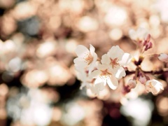 桜色
