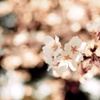 桜色