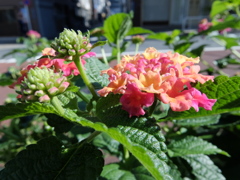 DSCF0290