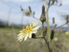 DSCF0278