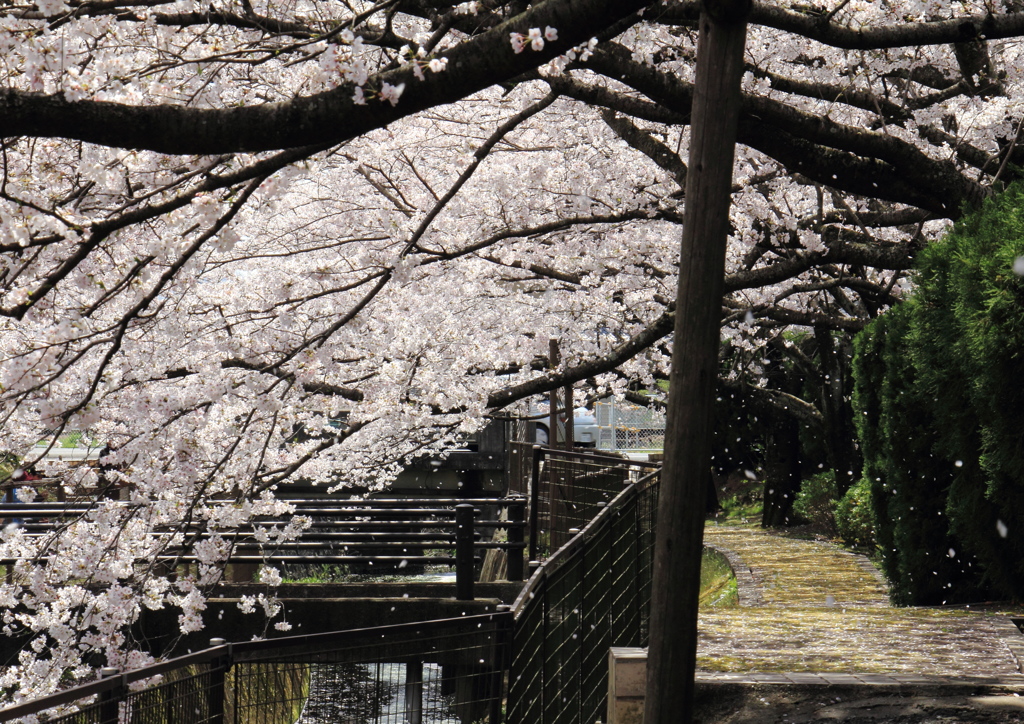 2013-さくらの道２