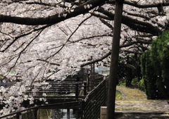 2013-さくらの道2