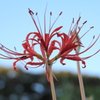 彼岸花２