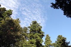 樹間より