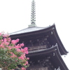 サルスベリと塔