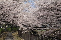 2013さくらの道1
