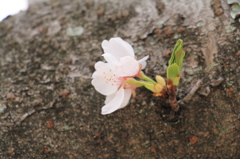 一房でも桜