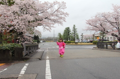 レインコートと桜