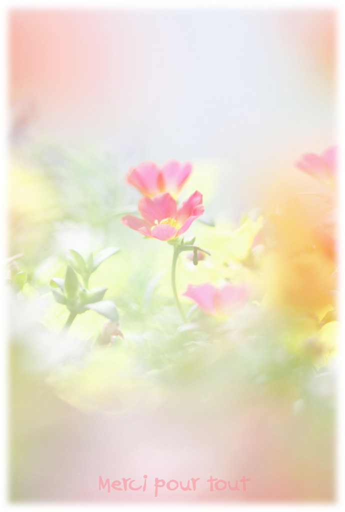感謝の気持ちを込めて贈る花