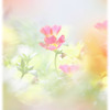 感謝の気持ちを込めて贈る花