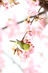 メジロのお花見