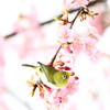 メジロのお花見