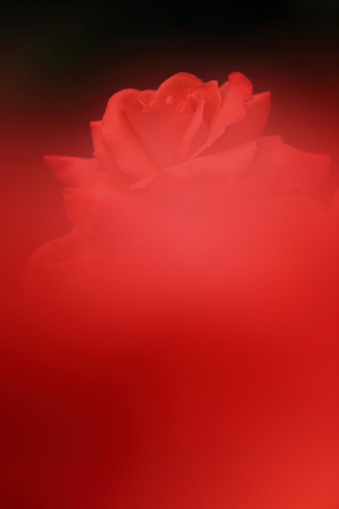 Red　Rose