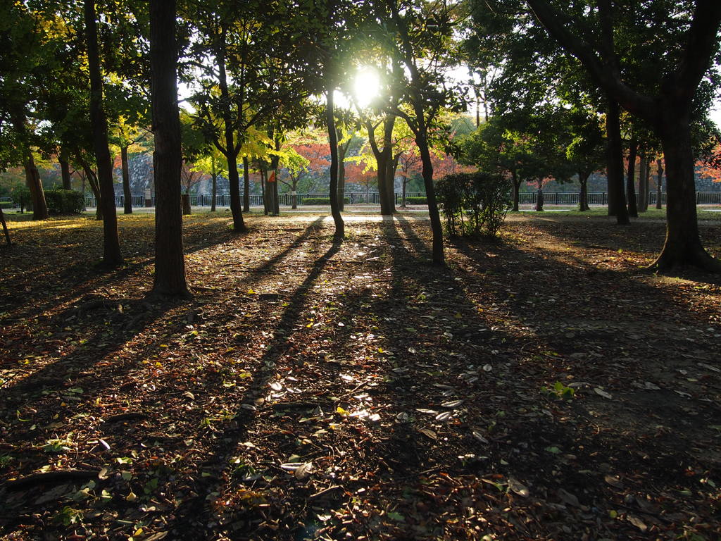 夕暮れの長い影