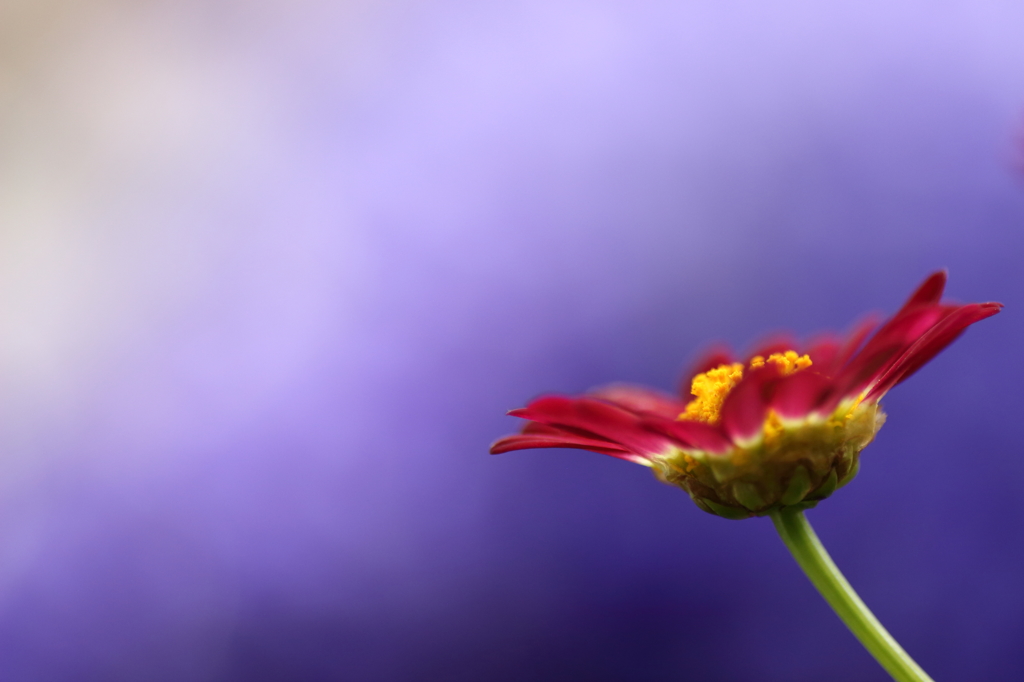 早春の草花