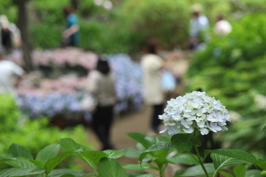 紫陽花を愛でる人々を、愛でる紫陽花