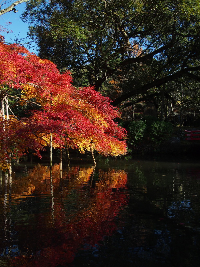 紅葉