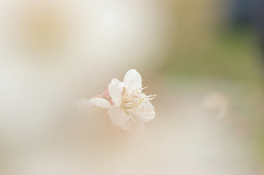 霞たなびき、咲く花