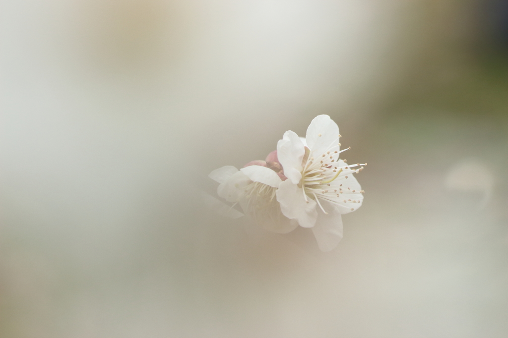 霞たなびき、咲く花。