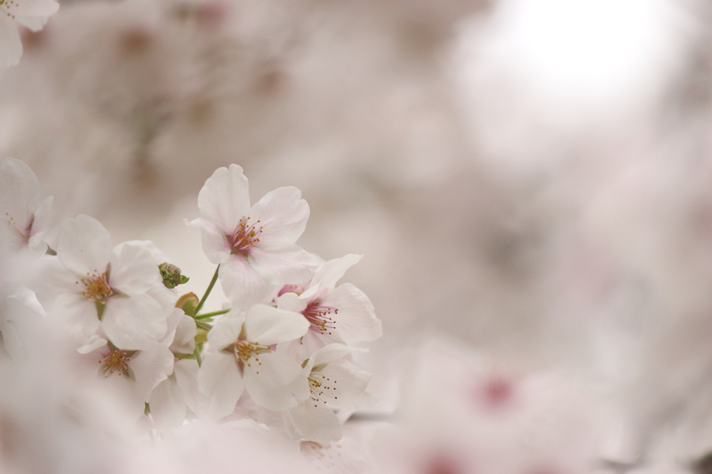 春に花は咲き乱れし。