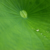 Drops after rain