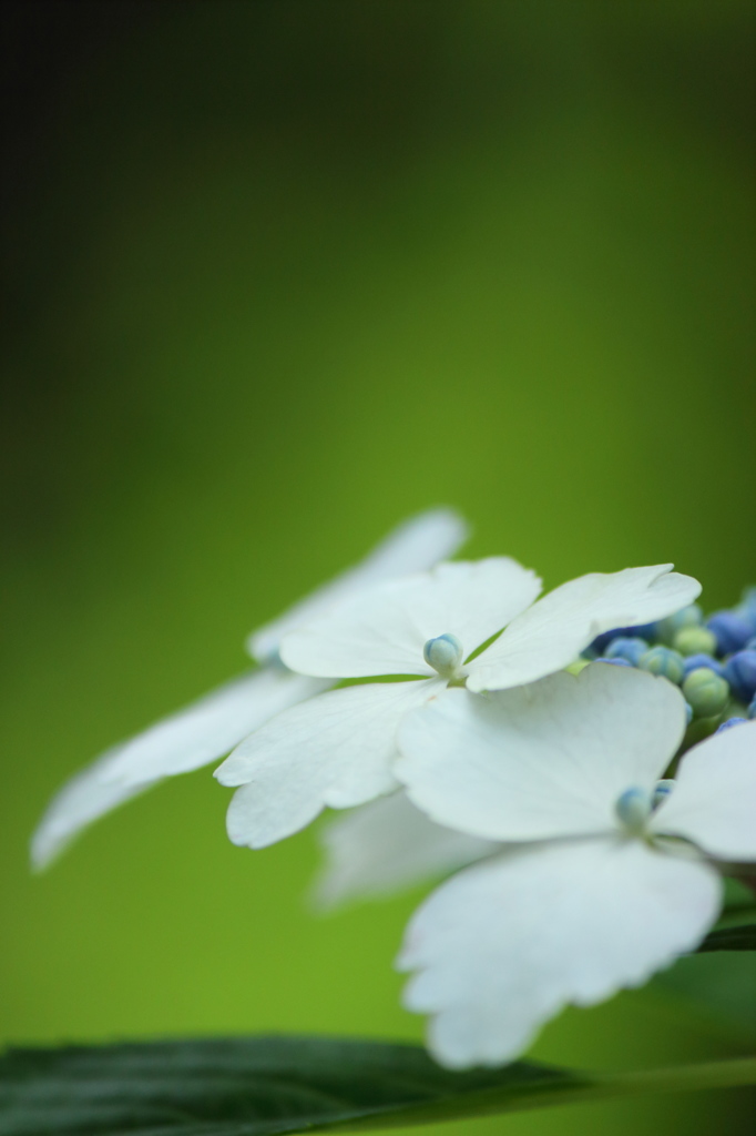 紫陽花