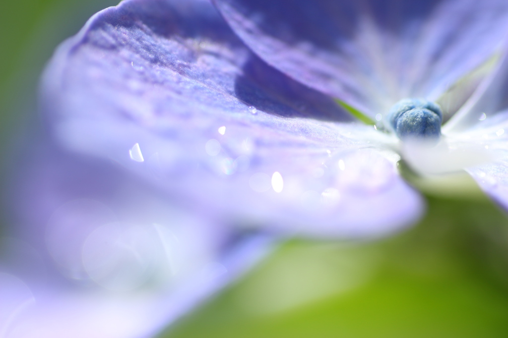 雨粒のささやき