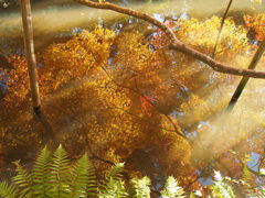 紅葉と水面
