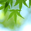 新緑