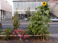 代官山の歩道