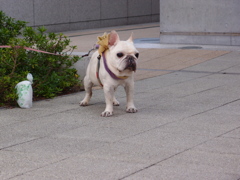 ブサかわ