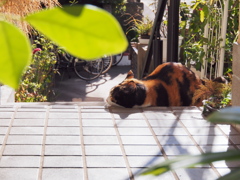 玄関先で昼寝