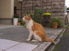 遠くを見つめる