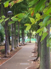 緑道