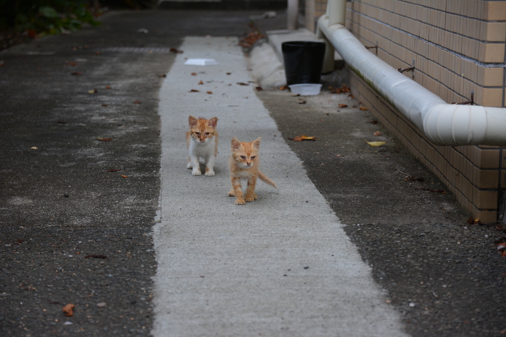 子猫の兄弟