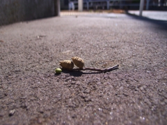 小さい秋