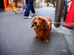 つぶらな瞳