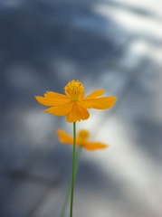 橙