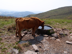 牛の水場