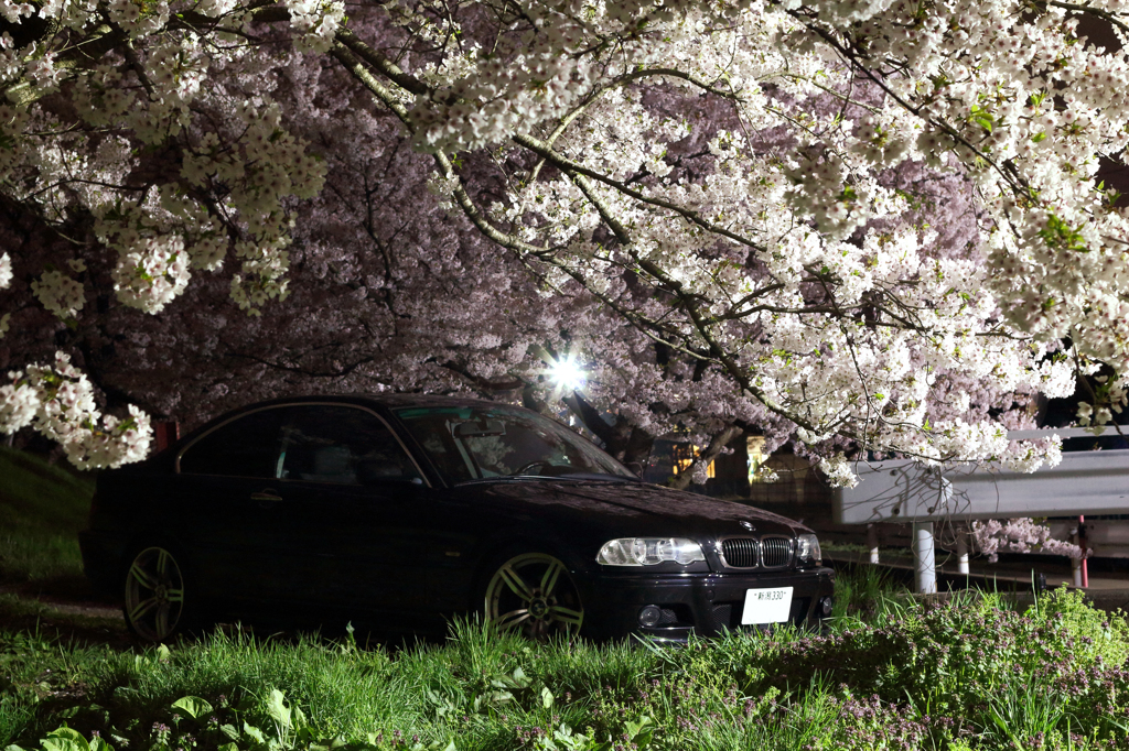 E46　桜の中で