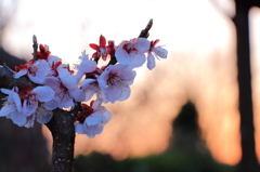 桜かと思ったら梅だったｗ
