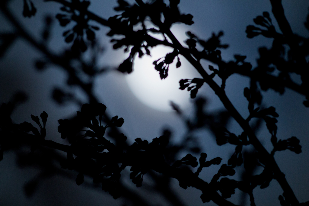桜のつぼみと月食のシルエッツ仕立てｗ