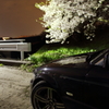 E46　桜と共に