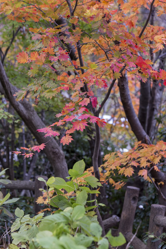 紅葉撮りにい　こ　う　よ　う　その1