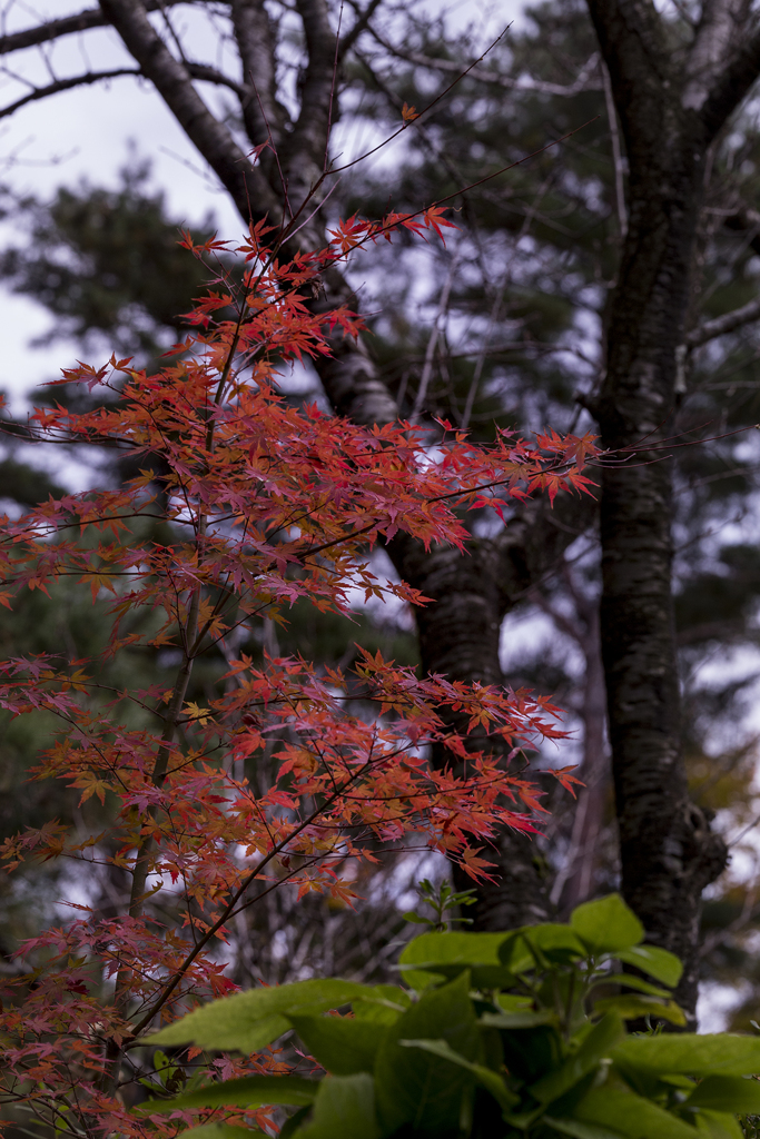 紅葉撮りにい　こ　う　よ　う　その2